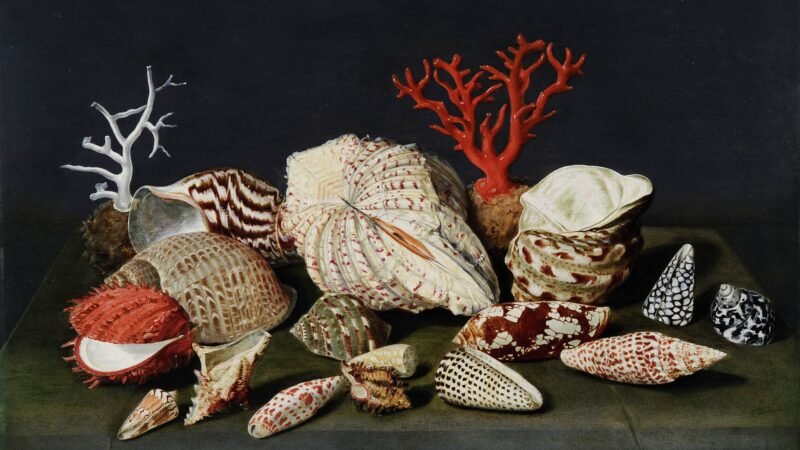 L21036_C2T85_CS_COMP_SHELLS_AND_CORAL